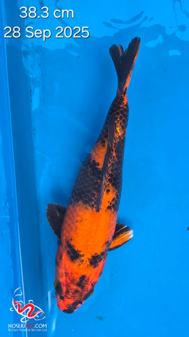Kin Hi Utsuri 121.2403P