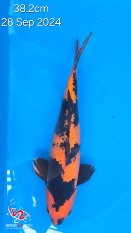 Hi Utsuri - 118.2308