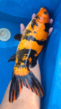Hi Utsuri - 118.2308