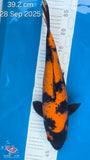 Hi Utsuri - 118.2305