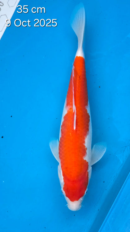 kohaku 101.2326