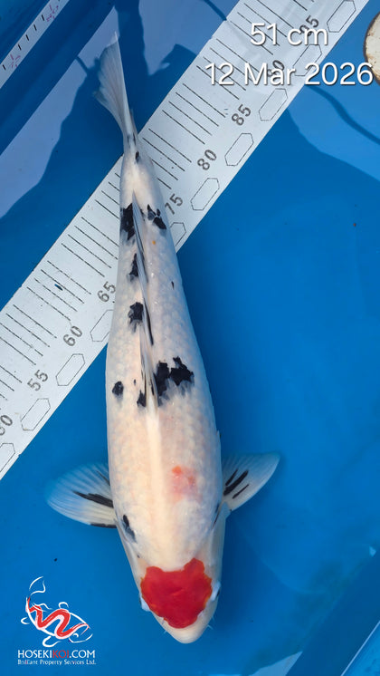 Tancho Sanke 111.2402Q