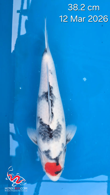 Tancho Showa 112.2601Q