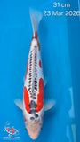 Shusui 134.2505P
