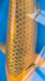 Golden Corn 191.2411Q