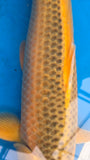 Golden Corn 191.2411Q