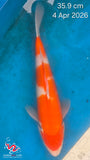 kohaku 101.2334