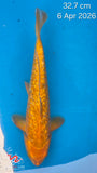 Dragon Diamond 203.2510P