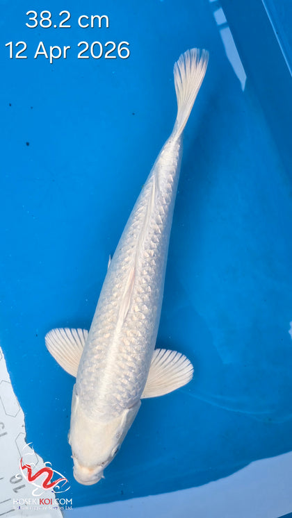 Ginrin Platinum Ogon 192.2408S
