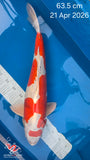 Heisei Nishiki 170.2205