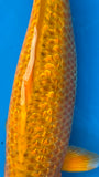 Golden Corn 191.2463q