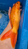 Golden Corn 191.2451P
