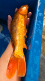 Golden Corn 191.2457