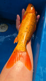 Golden Corn 191.2457