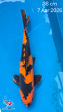 Hi Utsuri - 118.2308