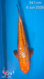 Dragon Diamond 203.2505S - SOLD