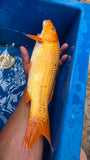 Golden Corn 191.2448
