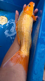 Golden Corn 191.2448
