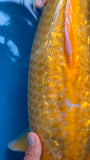 Golden Corn 191.2404Q