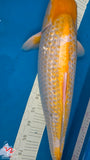 Golden Corn 191.2418P - EM