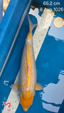 Golden Corn 191.2418P - EM