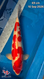 Kohaku 101.2203